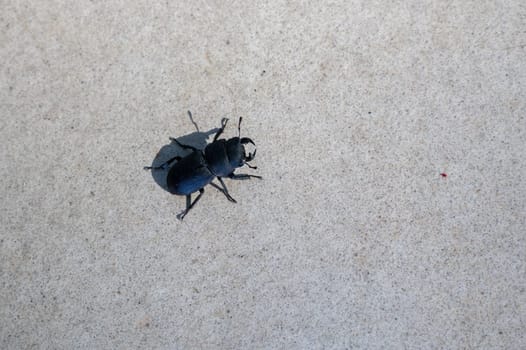 A bark beetle (Dorcus parallelipipedus), also known as the dwarf stag beetle, on patio tiles