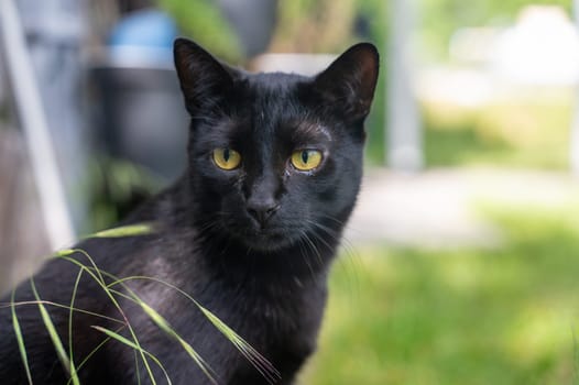 Head of a black cat with grass