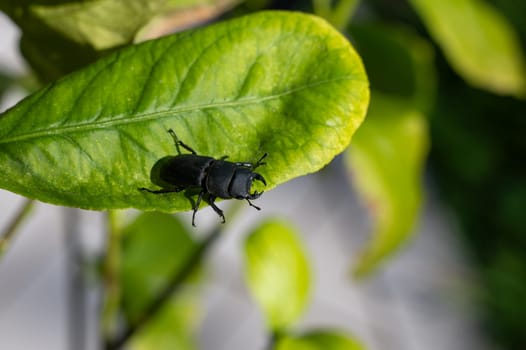 A bark beetle (Dorcus parallelipipedus) also called the dwarf stag beetle, on a green leaf in nature