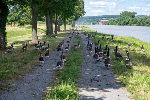 A lot of Canada geese ( Branta canadensis ) walking on a dirt road near the river bank