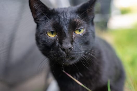 Head of a black cat with grass