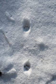 Cat footprints in the white snow