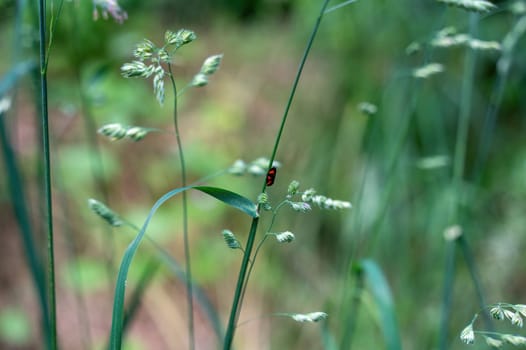 A Blood Cicada ( Cercopidae ) sits on a plant in the green nature