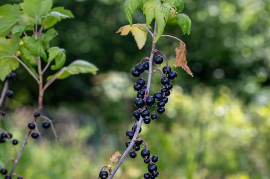 Ripe black currants on a bush in the green garden