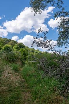 Overgrown open fence in nature with blue sky