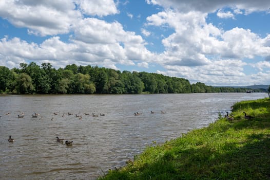 Many Canada geese ( Branta canadensis ) swimming in the water near the river bank with blue sky and clouds