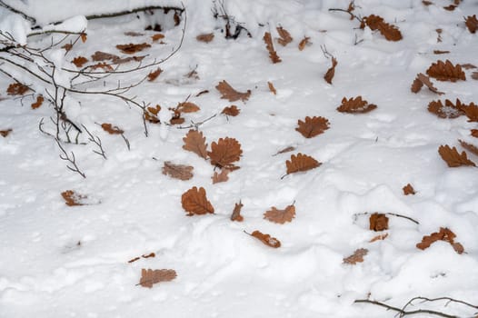 Many brown autumn leaves lie on white snow