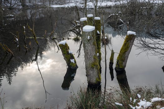 Some tree trunks in the water of a lake, covered with snow and with reflections in the water