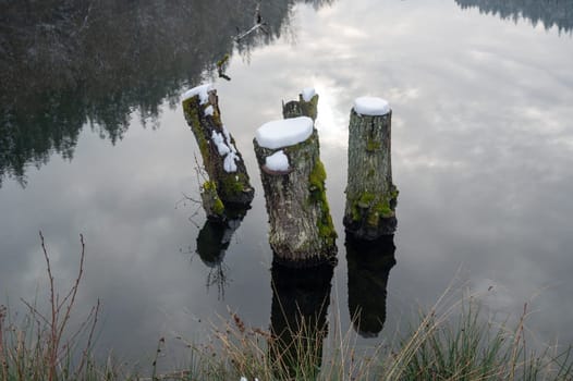Some tree trunks in the water of a lake, covered with snow and with reflections in the water