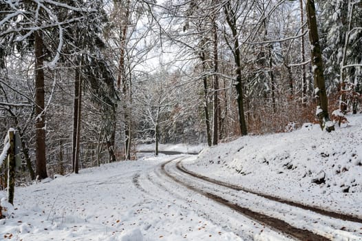 Snow landscape with trees and a forest path