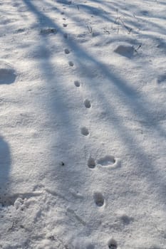 Cat footprints in the white snow