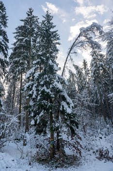 Snow covered fir trees in a forest with blue sky in winter time