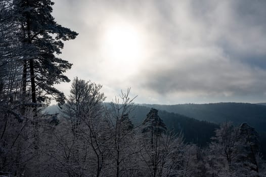 View of a landscape with snow and forest