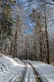 Trees full of snow in a forest with a field path on a sunny winter day in the Spessart, Bavaria, Germany