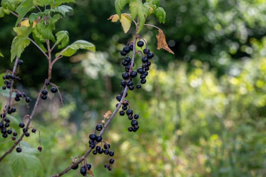 Ripe black currants on a bush in the green garden