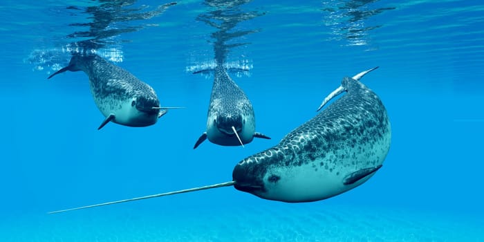 Narwhal whales live in social groups called pods and live in the Arctic ocean and males have a tusk.