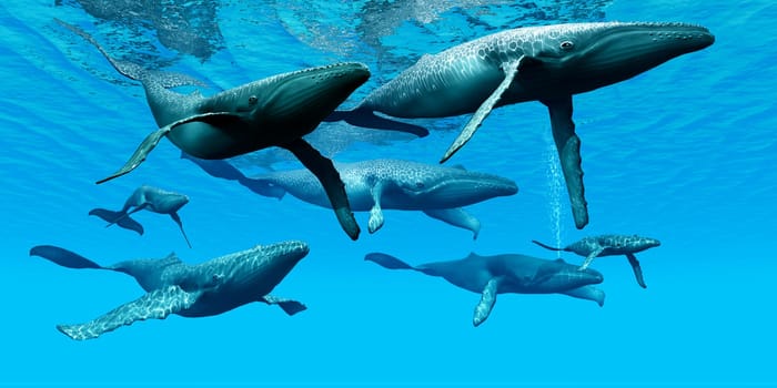 A pod of Humpback whales swim together on their annual migration to northern waters.