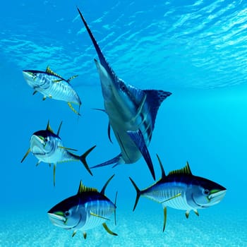 A predatory Blue Marlin fish hunts a Yellowfin tuna fish school.
