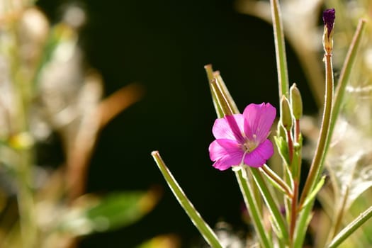 willowherb, medicinal herb with flower in summer