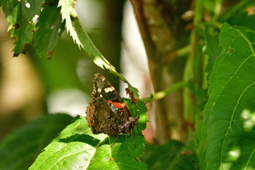 Red admiral, German butterfly on a leaf in summer