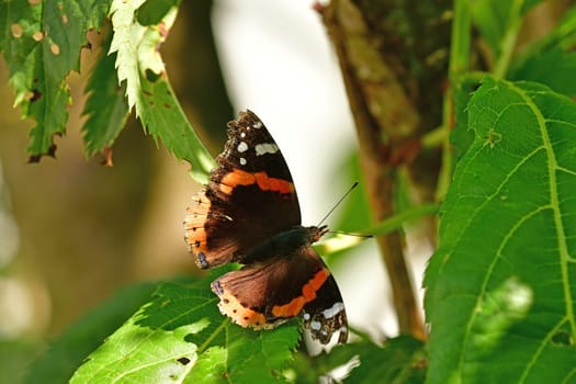 Red admiral, German butterfly on a leaf in summer