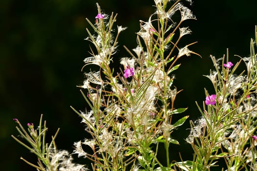 willowherb, medicinal herb with flower in summer