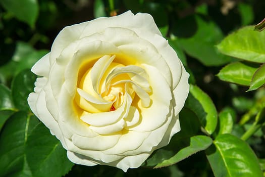 Close-up of a blooming white rose (Rosa) with green leaves in sunlight