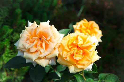 Three yellow roses with green leaves in a sunlit garden