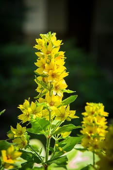 Yellow flowers (lysimachia), blooming in sunlight, with green leaves