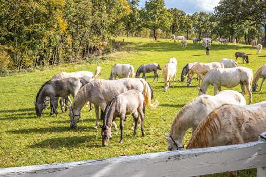 Group of horses grazing in a green field in a rural area, surrounded by plants and grass in the ecoregion of Lipica, Slovenia.