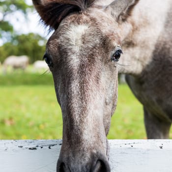 Close up of a horses snout peering over a white fence in a grassy field. The majestic animal, a working and pack animal, grazes on the luscious green grass