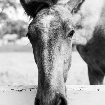 Close up of a horses snout peering over a white fence in a grassy field. The majestic animal, a working and pack animal, grazes on the luscious green grass