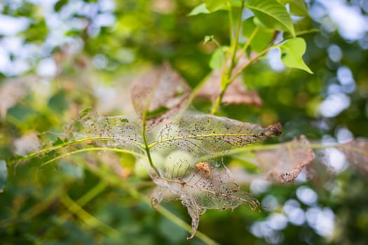 Close-up of a green walnut in a tree, encased in a delicate, lace-like structure of decayed leaves