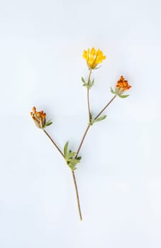 Hymenocarpos lotoides. Mounted plant sample over white background