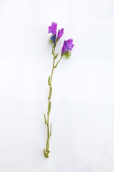 Echium plantagineum opr purple vipers-bugloss. Mounted plant sample over white background