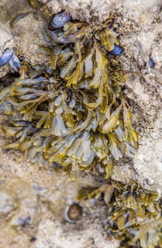 Bladderwrack seaweed or Fucus vesiculosus. Magoito Beach, Sintra, Portugal