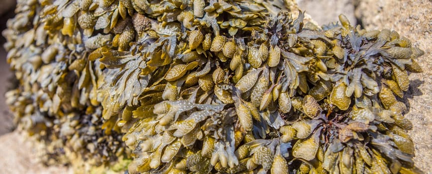 Bladderwrack seaweed or Fucus vesiculosus. Magoito Beach, Sintra, Portugal
