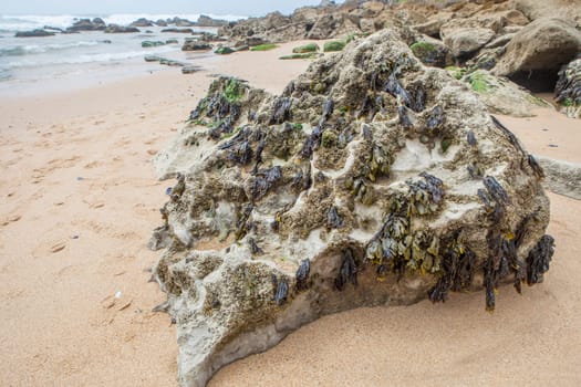 Bladderwrack seaweed or Fucus vesiculosus. Magoito Beach, Sintra, Portugal