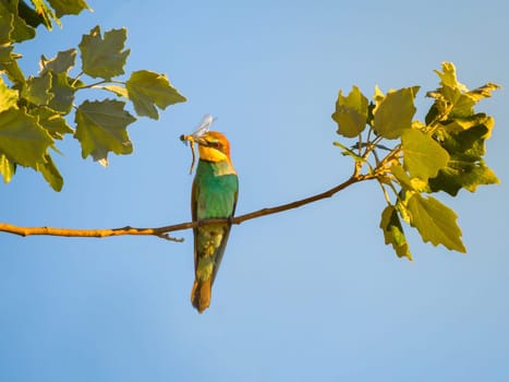 Bee-Eater Eating a Dragonfly