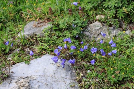 Hardy purple bellflowers in the mountains of Austria