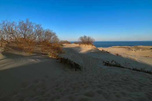 View of nordic dunes, forests and bushes of Curonian spit, Nida, Klaipeda, Lithuania at sunset on early spring.
