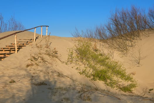 View of nordic dunes, footprints and bushes of Curonian spit, Nida, Klaipeda, Lithuania at sunset on early spring.