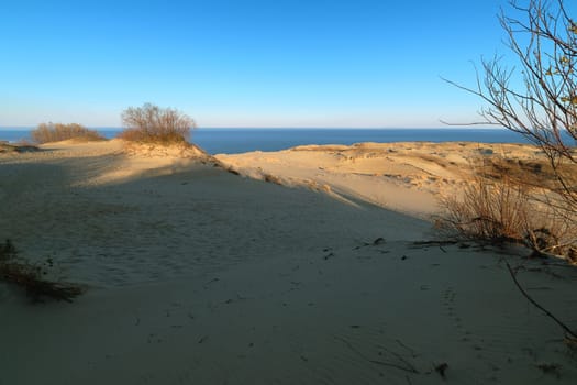 View of nordic dunes and bushes of Curonian spit, Nida, Klaipeda, Lithuania at sunset on early spring.