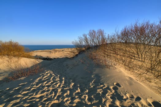 View of nordic dunes, footprints and bushes of Curonian spit, Nida, Klaipeda, Lithuania at sunset on early spring.