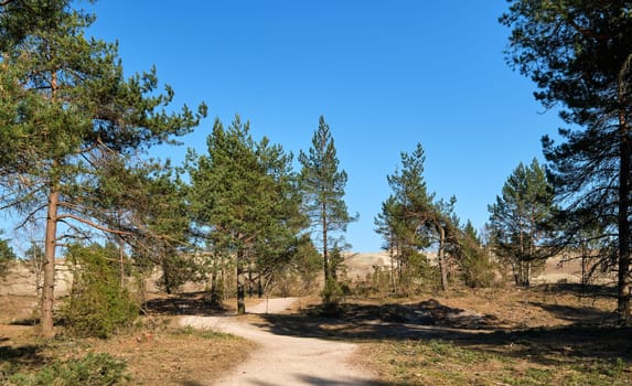 Early spring nature of nordic sand dunes, forests and footpath, Baltic sea and Curonian spit, Nida, Klaipeda, Lithuania at sunset
