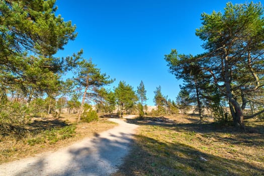 Early spring nature of nordic sand dunes, forests and footpath, Baltic sea and Curonian spit, Nida, Klaipeda, Lithuania at sunset