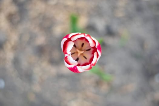 Selective focus of one red tulip in the garden with green leaves. Blurred background. A flower that grows among the grass on a warm sunny day. Spring and Easter natural background with tulip