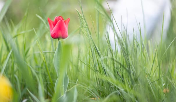Selective focus of one red tulip in the garden with green leaves. Blurred background. A flower that grows among the grass on a warm sunny day. Spring and Easter natural background with tulip