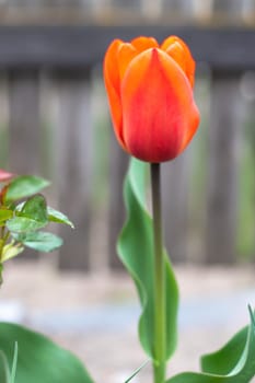 Selective focus of one red tulip in the garden with green leaves. Blurred background. A flower that grows among the grass on a warm sunny day. Spring and Easter natural background with tulip