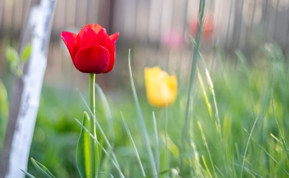 Selective focus of one red tulip in the garden with green leaves. Blurred background. A flower that grows among the grass on a warm sunny day. Spring and Easter natural background with tulip
